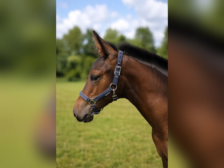Knabstrupper Mix Giumenta Puledri (04/2026) Baio in Strijen