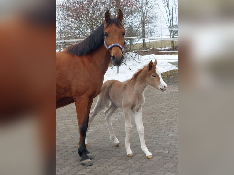 Knabstrupper Giumenta Puledri (02/2026) Sauro in Naila
