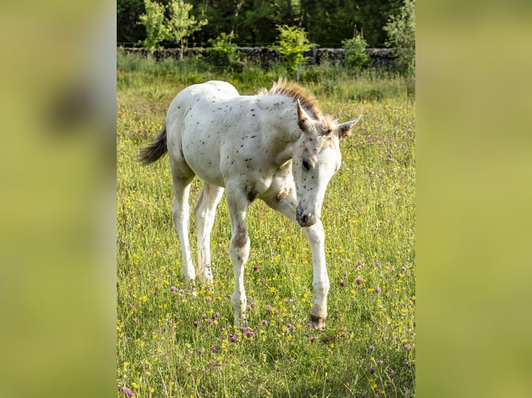Knabstrupper Hengst 10 Jaar 155 cm Appaloosa in Longhorsley