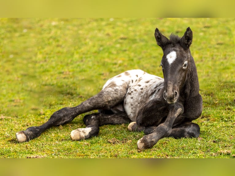 Knabstrupper Hengst 10 Jaar 155 cm Appaloosa in Longhorsley