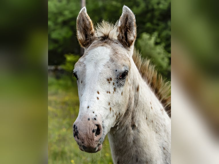 Knabstrupper Hengst 10 Jaar 155 cm Appaloosa in Longhorsley