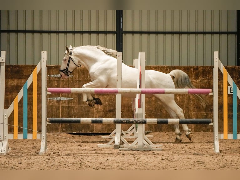 Knabstrupper Hengst 10 Jahre 154 cm Tigerschecke in Longhorsley