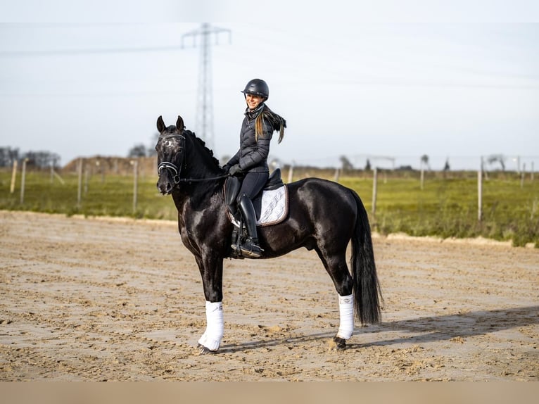 Knabstrupper Hengst 11 Jahre 149 cm Rappe in Komorniki
