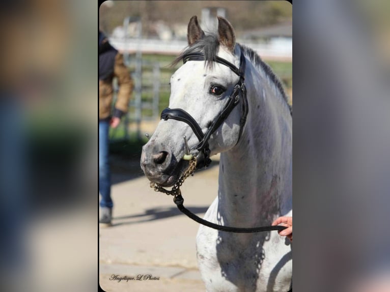 Knabstrupper Hengst 15 Jaar 143 cm Appaloosa in Etauliers