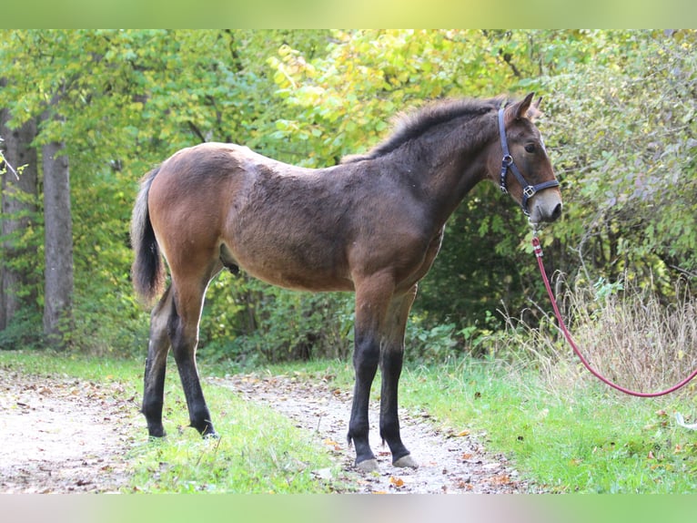 Knabstrupper Hengst 1 Jaar 145 cm Bruin in Roßhaupten