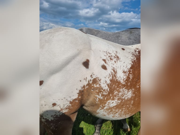 Knabstrupper Mix Hengst 1 Jaar 155 cm Appaloosa in Utzedel