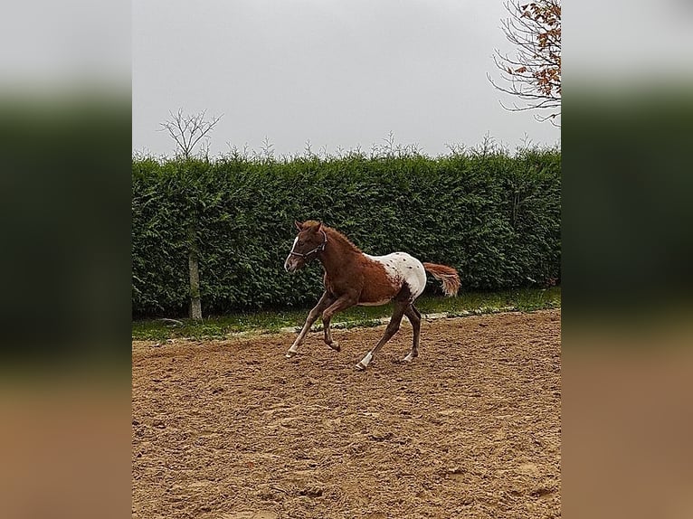 Knabstrupper Mix Hengst 1 Jaar 155 cm Appaloosa in Utzedel