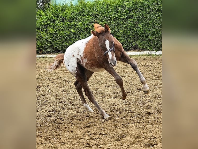 Knabstrupper Mix Hengst 1 Jaar 155 cm Appaloosa in Utzedel