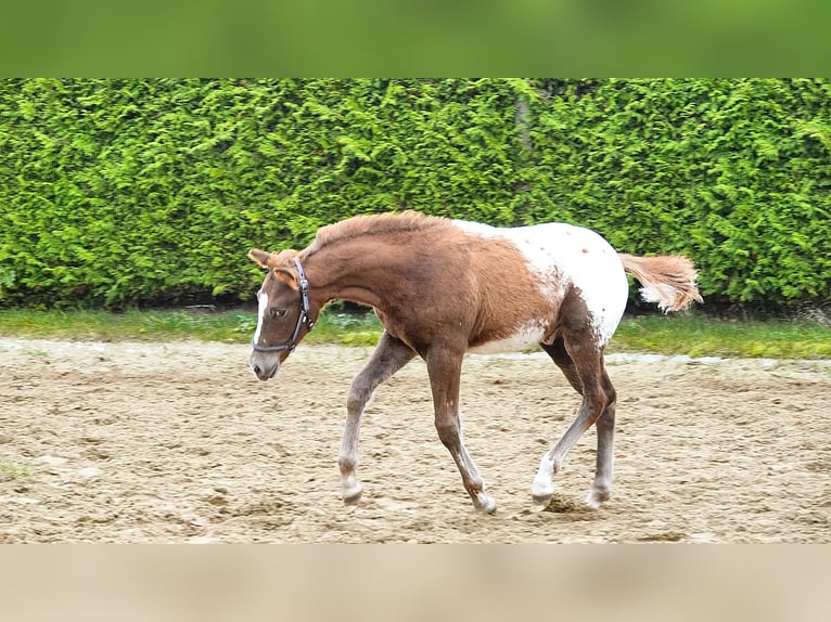 Knabstrupper Mix Hengst 1 Jaar 155 cm Appaloosa in Utzedel