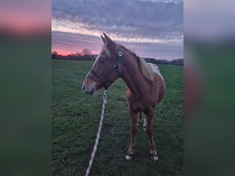 Knabstrupper Mix Hengst 1 Jaar 155 cm Appaloosa in Utzedel