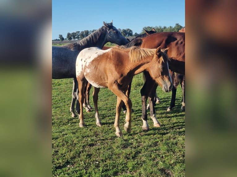 Knabstrupper Mix Hengst 1 Jaar 155 cm Appaloosa in Utzedel
