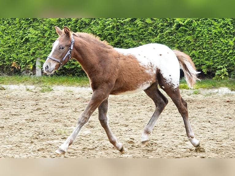 Knabstrupper Mix Hengst 1 Jaar 155 cm Appaloosa in Utzedel