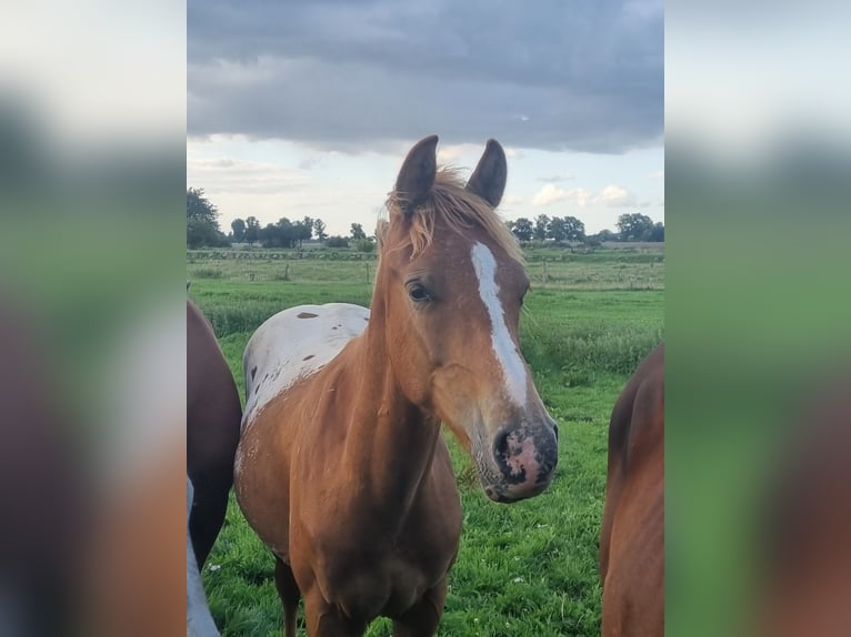 Knabstrupper Mix Hengst 1 Jaar 155 cm Appaloosa in Utzedel