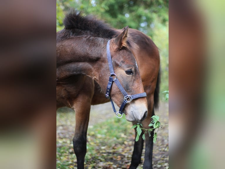 Knabstrupper Hengst 1 Jaar 157 cm Bruin in Roßhaupten