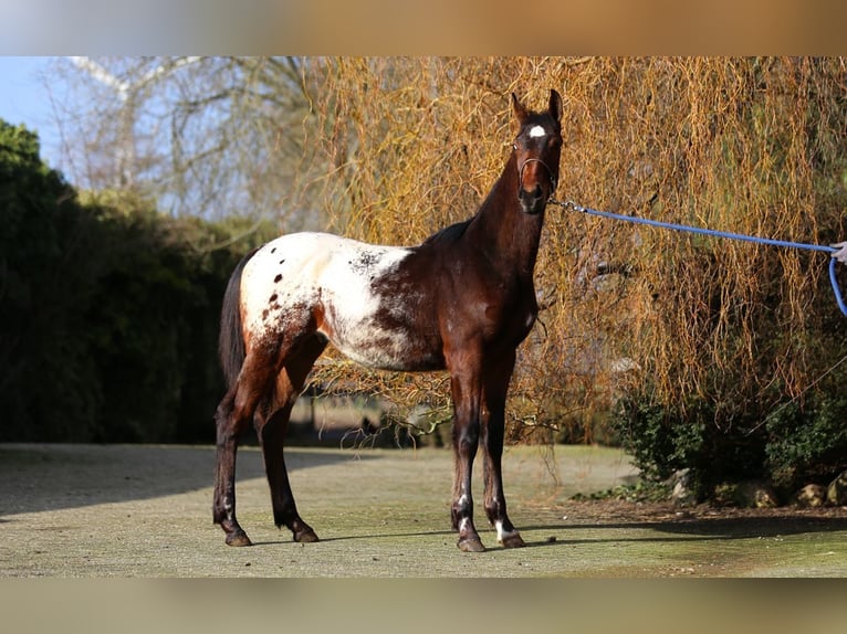 Knabstrupper Hengst 1 Jaar  in Nordhorn