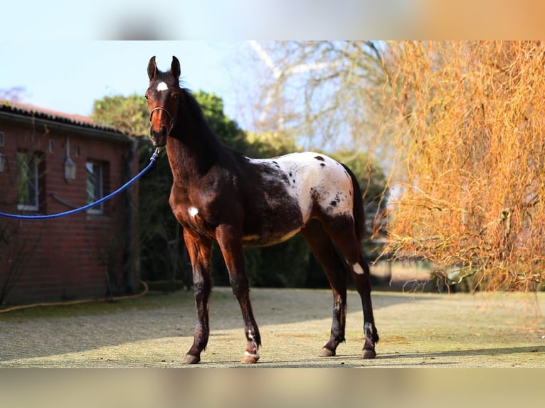 Knabstrupper Hengst 1 Jaar  in Nordhorn