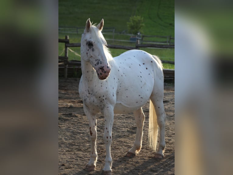 Knabstrupper Hengst 1 Jahr 145 cm Brauner in Roßhaupten