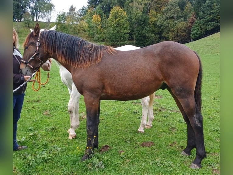 Knabstrupper Hengst 1 Jahr 145 cm Brauner in Roßhaupten