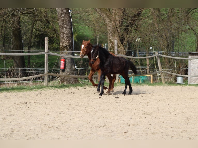 Knabstrupper Hengst 1 Jahr 155 cm Dunkelbrauner in Ulrichstein