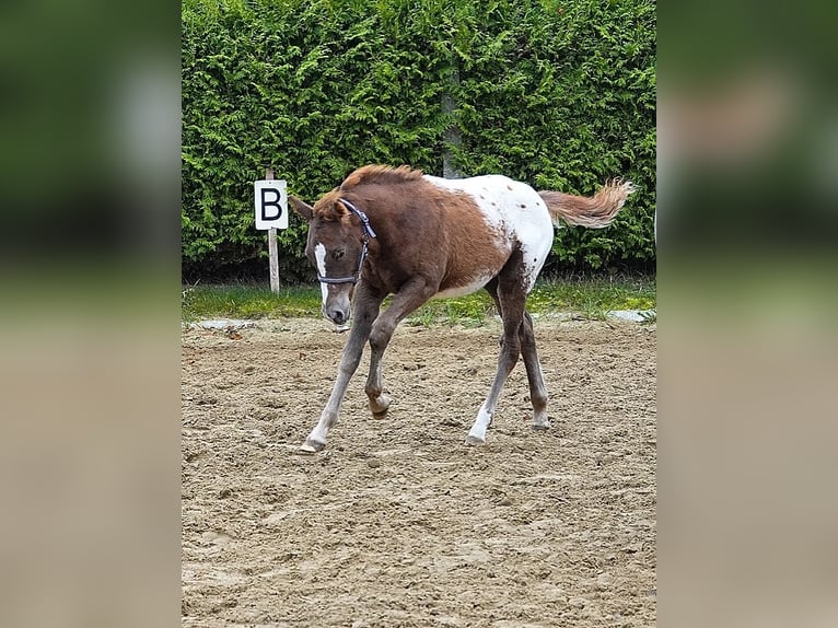 Knabstrupper Mix Hengst 1 Jahr 155 cm Tigerschecke in Utzedel