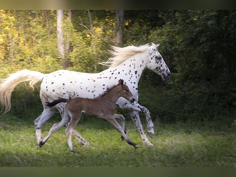 Knabstrupper Hengst 1 Jahr 158 cm Brauner in Berndorf