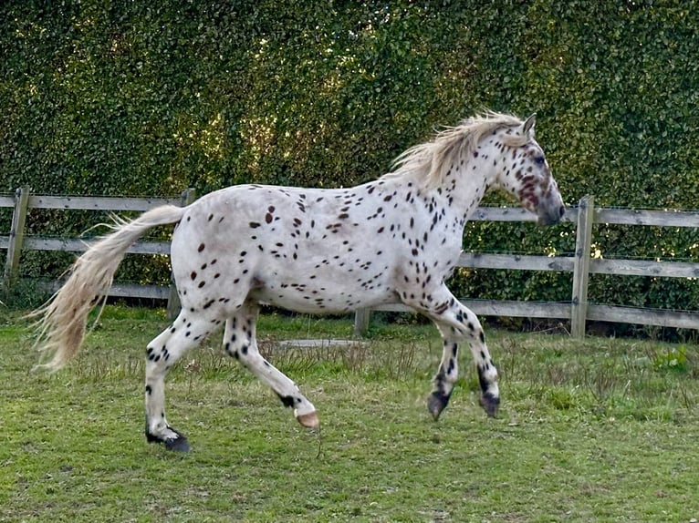 Knabstrupper Hengst 1 Jahr 158 cm Tigerschecke in Fredensborg