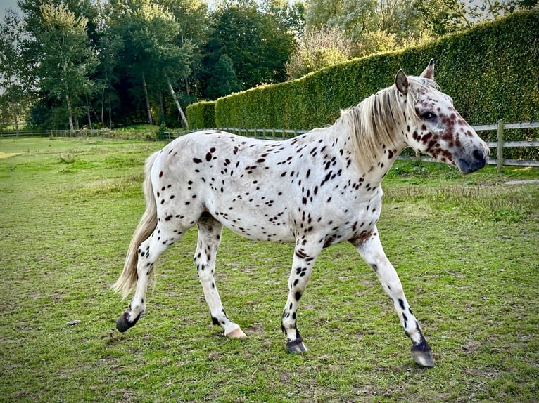 Knabstrupper Hengst 1 Jahr 158 cm Tigerschecke in Fredensborg