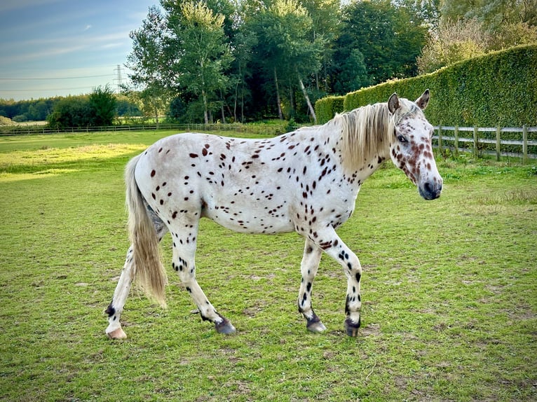 Knabstrupper Hengst 1 Jahr 158 cm Tigerschecke in Fredensborg