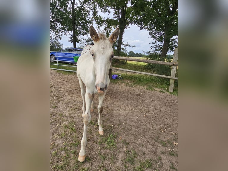 Knabstrupper Hengst 1 Jahr 165 cm Champagne in Winsen (Luhe)