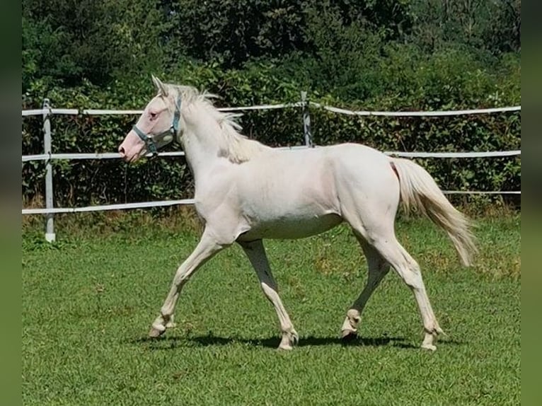 Knabstrupper Hengst 2 Jaar 138 cm Wit in Mariano Comense