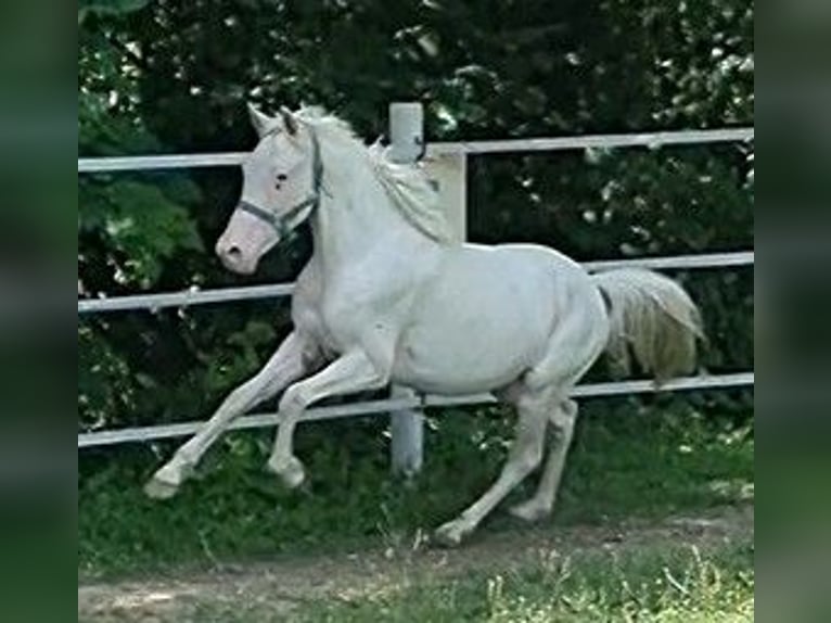 Knabstrupper Hengst 2 Jaar 138 cm Wit in Mariano Comense