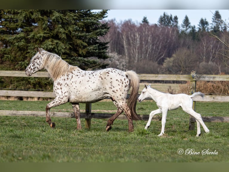 Knabstrupper Hengst 2 Jaar 158 cm Wit in Fredensborg