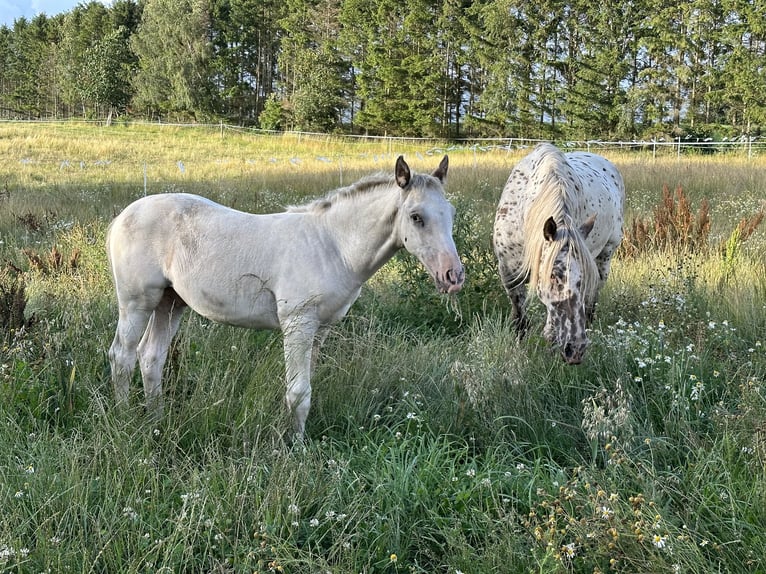 Knabstrupper Hengst 2 Jaar 158 cm Wit in Fredensborg