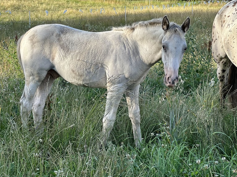 Knabstrupper Hengst 2 Jaar 158 cm Wit in Fredensborg