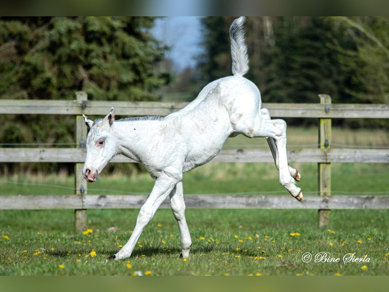 Knabstrupper Hengst 2 Jaar 158 cm Wit in Fredensborg