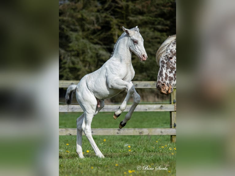 Knabstrupper Hengst 2 Jaar 158 cm Wit in Fredensborg