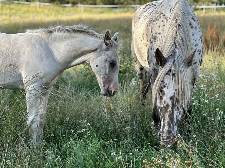 Knabstrupper Hengst 2 Jaar 158 cm Wit in Fredensborg