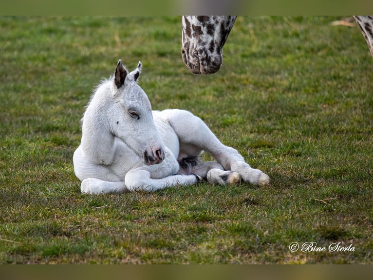 Knabstrupper Hengst 2 Jaar 158 cm Wit in Fredensborg