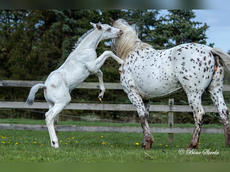 Knabstrupper Hengst 2 Jaar 158 cm Wit in Fredensborg