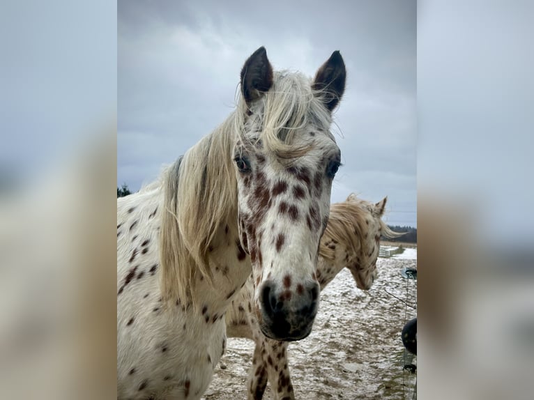 Knabstrupper Hengst 2 Jaar 160 cm Appaloosa in Fredensborg