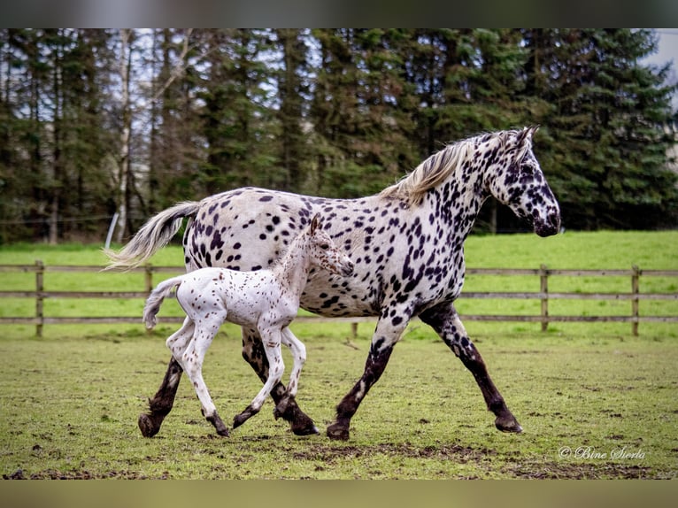 Knabstrupper Hengst 2 Jaar 160 cm Appaloosa in Fredensborg