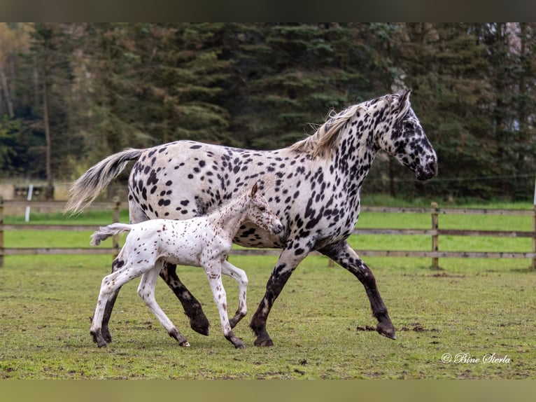 Knabstrupper Hengst 2 Jaar 160 cm Appaloosa in Fredensborg
