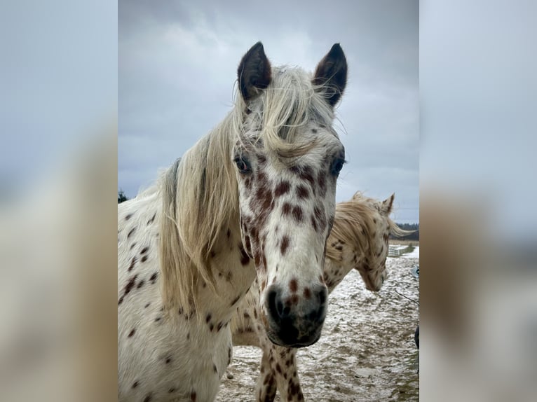 Knabstrupper Hengst 2 Jaar 160 cm Appaloosa in Fredensborg