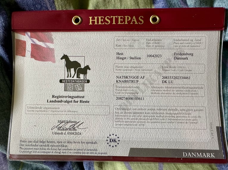 Knabstrupper Hengst 2 Jaar 160 cm Appaloosa in Fredensborg