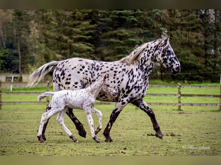 Knabstrupper Hengst 2 Jaar 160 cm Appaloosa in Fredensborg