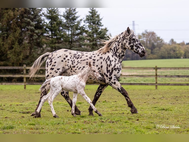 Knabstrupper Hengst 2 Jaar 160 cm Appaloosa in Fredensborg