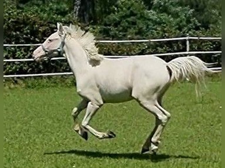 Knabstrupper Hengst 2 Jahre 138 cm White in Mariano Comense