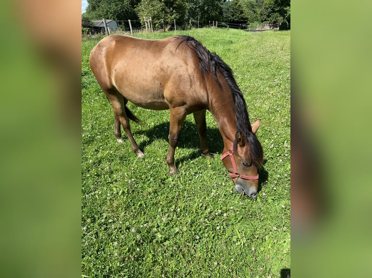 Knabstrupper Hengst 2 Jahre 140 cm Brauner in Kiel