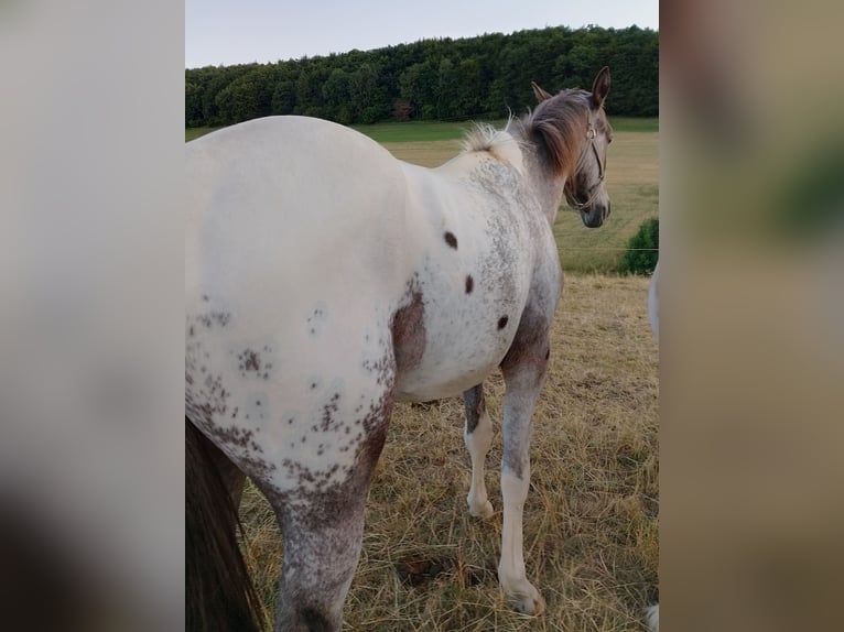 Knabstrupper Hengst 2 Jahre 147 cm Tigerschecke in Alfeld (Leine)