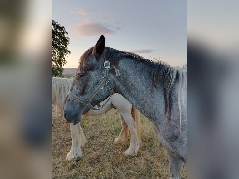 Knabstrupper Hengst 2 Jahre 147 cm Tigerschecke in Alfeld (Leine)